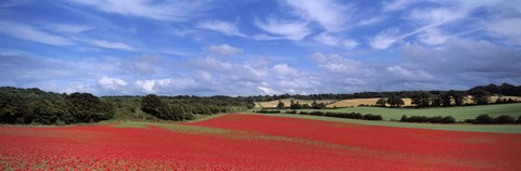 Framed Poppy field in bloom, Worcestershire, West Midlands, England Print