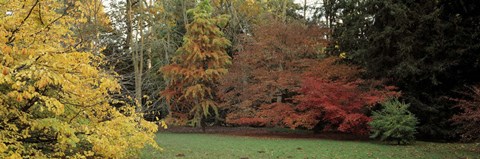 Framed Autumn tree, Gloucestershire, England Print