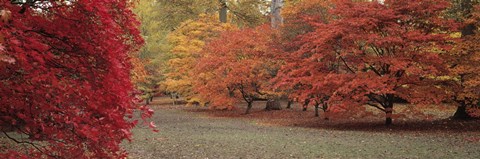 Framed Autumn trees in Westonbirt Arboretum, Gloucestershire, England Print