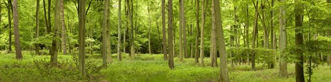 Framed Spring in Thetford Forest, Norfolk, England Print