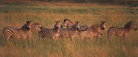 Framed Burchell&#39;s zebras (Equus quagga burchellii) in a forest, Masai Mara National Reserve, Kenya Print