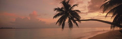 Framed Silhouette of palm trees on the beach at sunrise, Fihalhohi Island, Maldives Print