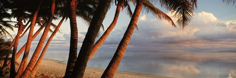 Framed Palm trees on the beach at sunset, Rarotonga, Cook Islands Print