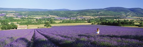 Framed Woman in a field of lavender near Villars in Provence, France Print