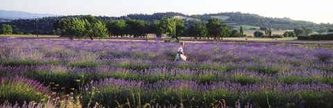 Framed Woman walking with basket through a field of lavender in Provence, France Print
