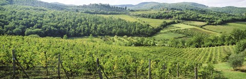 Framed Vineyards in Chianti Region, Tuscany, Italy Print