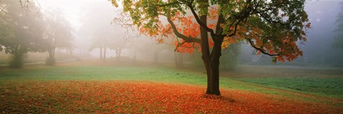 Framed Trees in a park, Djurgarden, Stockholm, Sweden Print
