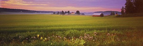 Framed Wildflowers in a field, Finland Print