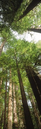 Framed Coast Redwood (Sequoia sempivirens) trees in a forest, California, USA Print