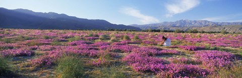 Framed Woman in a Desert Sand Verbena field, Anza Borrego Desert State Park, California, USA Print