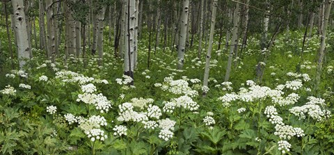 Framed Yarrow and aspen trees along Gothic Road, Mount Crested Butte, Gunnison County, Colorado, USA Print