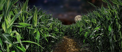 Framed Dark corn field Print