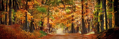 Framed Horse running across road in fall colors Print