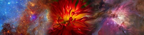 Framed Hubble galaxy with red chrysanthemums Print