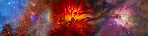 Framed Hubble galaxy with red chrysanthemums Print