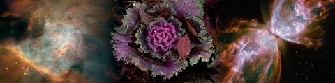 Framed Cabbage with butterfly nebula Print