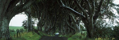 Framed Trees at the Dark Hedges, Armoy, County Antrim, Northern Ireland Print