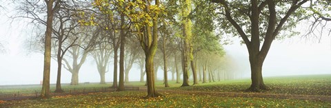Framed Trees in a park during fog, Wandsworth Park, Putney, London, England Print