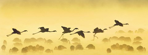 Framed Flamingos landing, Kenya Print