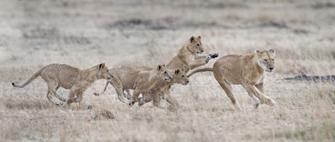 Framed Lioness (Panthera leo) and cubs at play, Kenya Print