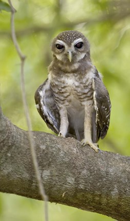 Framed Close-up of White-Browed Hawk Owl (Ninox superciliaris), Madagascar Print