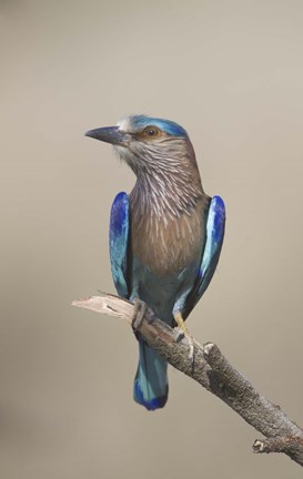Framed Close-up of an Indian roller (Coracias benghalensis), India Print