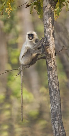 Framed Hanuman langur (Semnopithecus entellus) on a tree, India Print