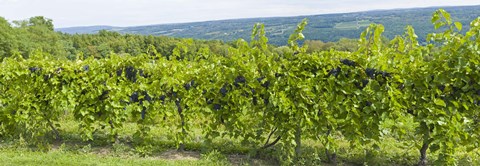 Framed Grapevines in a vineyard, Finger Lakes, New York State, USA Print