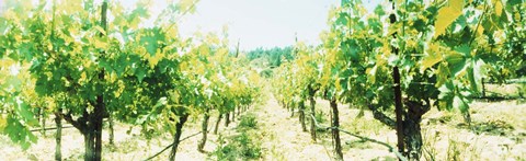 Framed Close up of Vines, Napa Valley, California Print