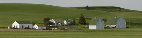 Framed Farm with double barns in wheat fields, Washington State, USA Print