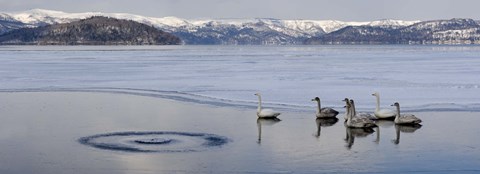 Framed Whooper swans (Cygnus cygnus) on frozen lake, Lake Kussharo, Akan National Park, Hokkaido, Japan Print