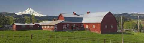 Framed Barns in field with mountains in the background, Mt Hood, The Dalles, Oregon, USA Print