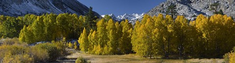 Framed Quaking aspens (Populus tremuloides) in autumn, Californian Sierra Nevada, Bishop, California, USA Print