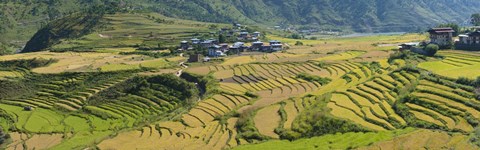 Framed Rice terraced fields and houses in the mountains, Punakha, Bhutan Print