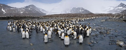 Framed King penguins colony, St Andrews Bay, South Georgia Island Print