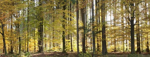 Framed Trees in autumn, Hohenlohe, Baden-Wurttemberg, Germany Print