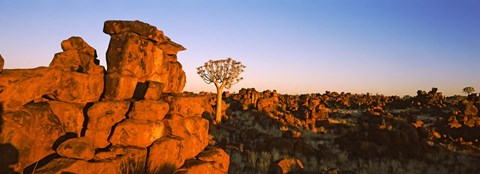 Framed Quiver tree (Aloe dichotoma) growing in rocks, Devil&#39;s Playground, Namibia Print
