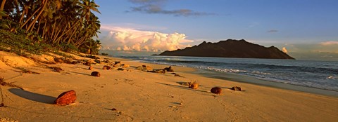 Framed Coconuts on a palm lined beach on North Island with Silhouette Island in the background, Seychelles Print