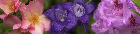Framed Close-up of pink and purple  flowers Print