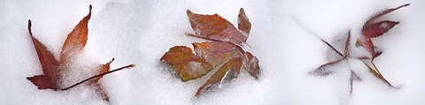 Framed Three fall leaves in snow Print