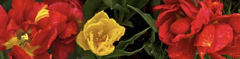 Framed Close-up of red and yellow tulips Print