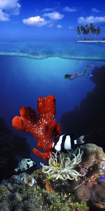 Framed Underwater view of sea anemone and Humbug fish and Pufferfish with a scuba diver Print