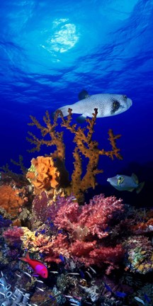 Framed Underwater view of Bristly puffer fish (Arothron hispidus) with triggerfish and Anthias Fishes Print