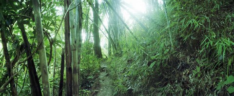 Framed Light through a Bamboo forest, Chiang Mai, Thailand Print