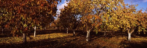 Framed Almond Trees during autumn in an orchard, California, USA Print