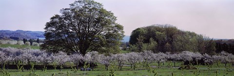 Framed Cherry trees in an Orchard, Michigan, USA Print