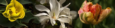 Framed Close-up of yellow and white flowers Print