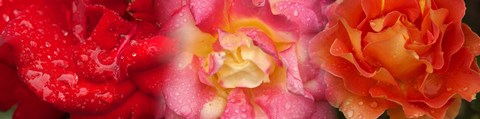 Framed Close-up of three Rose flowers Print