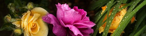 Framed Close-up of roses Print