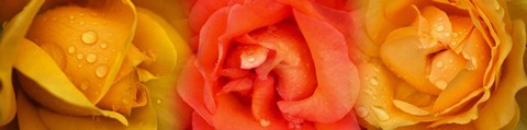 Framed Close-up of roses with dew drops Print
